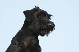 SCHNAUZER GEANT 048